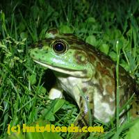 /home//u458753944/public_html/sourcegallery//Frogs/More bullfrogs/P6040120.JPG